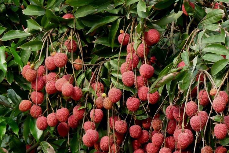 如何選擇荔枝烘干機(jī)改善荔枝干果？